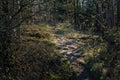 The Limetone Path Through The Woods.