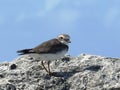 Limicole gravelot with collar on a beach of Guadeloupe.