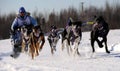 Limited North American Sled Dog Race Royalty Free Stock Photo