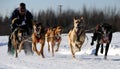 Limited North American Sled Dog Race Royalty Free Stock Photo