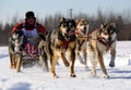 Limited North American Sled Dog Race Royalty Free Stock Photo