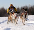 Limited North American Sled Dog Race Royalty Free Stock Photo