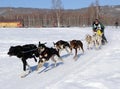 Limited North American Sled Dog Race - Alaska Royalty Free Stock Photo