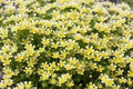 Limnanthes douglasii