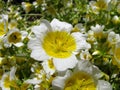 Limnanthes douglasii