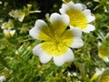 Limnanthes douglasii Royalty Free Stock Photo
