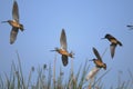 Limnodromus scolopaceus, long-billed dowitcher