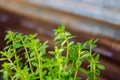 Limnophila aromatica green fresh leaves Royalty Free Stock Photo