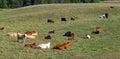 Limo or Angus beef cows with their calves in the pasture field Royalty Free Stock Photo