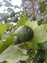 Limo kaffir lime is loved because of its fresh aroma as a complement to making chili sauce and an appetite stimulant