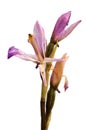 Limodorum trabutianum wild orchid flower profile over white Royalty Free Stock Photo