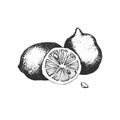 Limon. Hand-drawn on a white background