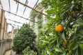 Limone, Lake Garda, Italy, Europe, August 2019, Limonaia del Castel