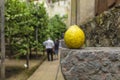 Limone, Lake Garda, Italy, Europe, August 2019, Limonaia del Castel