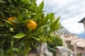 Limone, Lake Garda, Italy, Europe, August 2019, Limonaia del Castel