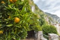 Limone, Lake Garda, Italy, Europe, August 2019, Limonaia del Castel