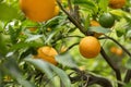 Limone, Lake Garda, Italy, Europe, August 2019, Limonaia del Castel