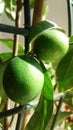 Limonella citrus plants Royalty Free Stock Photo