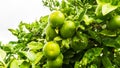 Lemon tree with juicy fruits Royalty Free Stock Photo