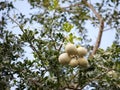 Limonia acidissima - wood apple - fruit