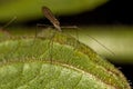 Limoniid Crane Fly Royalty Free Stock Photo