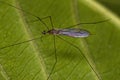 Limoniid Crane Fly