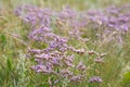 Limonium binervosum,