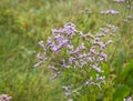 Limonium binervosum, Royalty Free Stock Photo