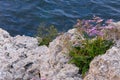 (Limonium gmelinii), Halophilous plant growing on the rocky shore in the eastern Crimea, Black Sea