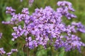 Limonium gmelinii. Flowering plants in Altai