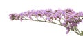 Limonium pectinatum