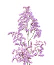 Limonium pectinatum isolated