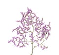 Limonium pectinatum isolated