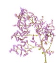 Limonium pectinatum isolated