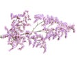 Limonium pectinatum isolated