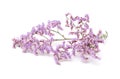 Limonium pectinatum isolated