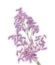 Limonium pectinatum isolated