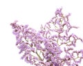 Limonium pectinatum isolated