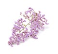 Limonium pectinatum isolated