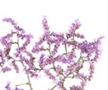 Limonium pectinatum isolated