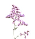 Limonium pectinatum isolated