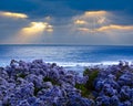 Limonium perezii Lilac Statice Sea Lavender