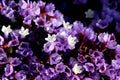 Limonium perezii, Perez`s sea lavender