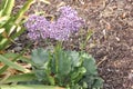 Limonium perezii, Perez`s sea lavender