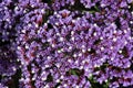 Limonium perezii, Perez`s sea lavender