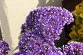 Limonium perezii, Perez`s sea lavender Royalty Free Stock Photo