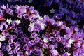 Limonium perezii, Perez`s sea lavender