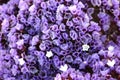 Limonium perezii, Perez`s sea lavender