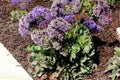 Limonium perezii, Perez`s sea lavender Royalty Free Stock Photo