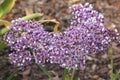 Limonium perezii, Perez`s sea lavender